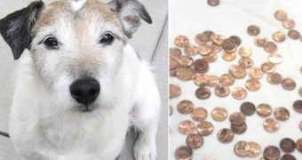 Dog nearly loses his life after swallowing 111 pennies