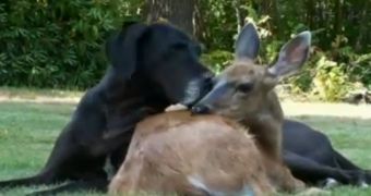 Dog is best friends with a deer, the two spend hours playing together