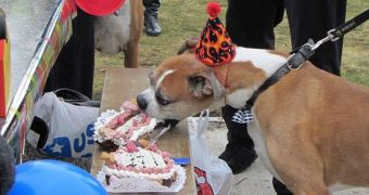Boxer Romeo at his birthday party