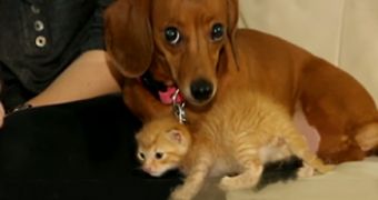 3-year-old dachshund adopts baby kitten, starts producing milk to feed it