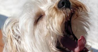 Dogs Break Cross-Species Empathy Barrier