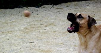 A dog about to catch a ball - if the animals feel they are neglected, they will discontinue all "fun activities"