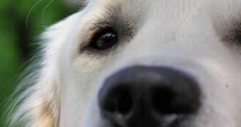 Dogs are able to sniff out several types of cancer, at all stages.