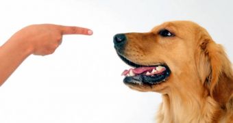 Dogs apparently do not have theory of mind, a new studdy shows