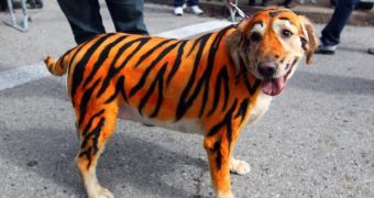The Beggin' Pet Parade took place on Sunday in St. Louis