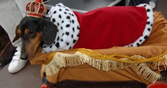 Dogs Made to Wear Funky Outfits, Sent Out to Parade Them Around