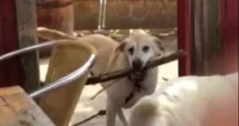 The clip shows a dog desperately trying to carry a large wooden stick through the doorway