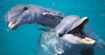 Speedboat driver kills bottlenose dolphin calf