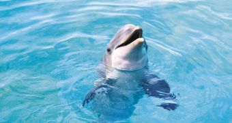 Dolphin swims to freedom after spending 4 years in captivity