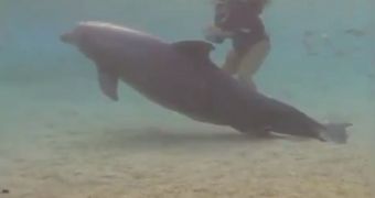 Dolphin Giving Birth [Video]