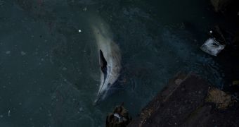 Dolphin dies soon after stranding in a highly polluted NYC canal