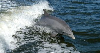 Bottlenose dolphin breaching in the bow wave of a boat