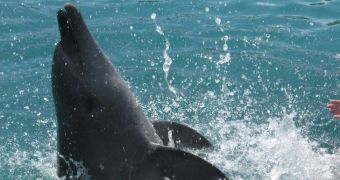 Dolphin from Sea World Australia Gets MRI Scan
