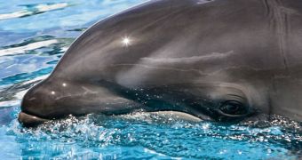 Dolphins are some of the most intelligent animals on the planet today