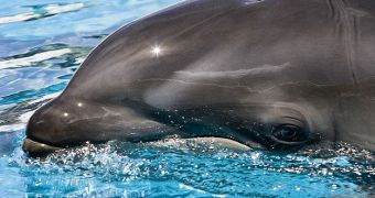 Studies suggest dolphins should be treated as "non-human persons"