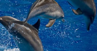 Dolphins can use their other senses to imitate actions they don't see.