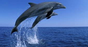 Researchers find male dolphins form long-lasting friendships