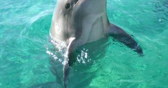 Dolphins call each other by name when separated