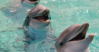 Researchers find bottlenose dolphins have excellent memories