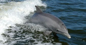 Dolphins like to get high on puffer fish nerve toxins