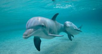 Dolphins in Southern US Are Killed with Guns, Screwdrivers