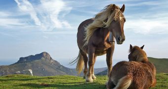 Domestic Horses Appeared in the Ukraine