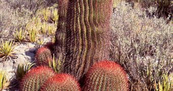 Mexican researchers find the living ancestor of domestic cactus species