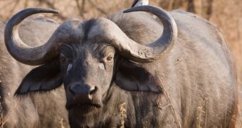 Donkey, Buffalo and Goat Meat Found in Beef Products in South Africa