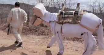 Donkey in Brazil works as a beekeeper (click to see picture)