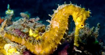 Oceanarium in Dorset witnesses the birth of tiny seahorses
