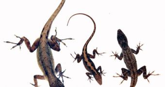 Female anole lizard (center), flanked by a large and a smaller male