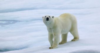 Polar Bears Theme for Windows 7