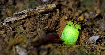 Downright Bizarre Predatory Worm Glows Green in the Dark