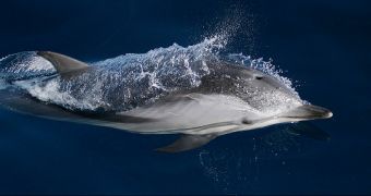 Fishermen in Taiji are nowhere near done killing dolphins, Sea Shepherd says