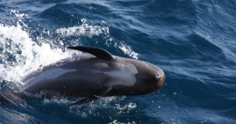 39 long-finned pilot whales die in New Zealand