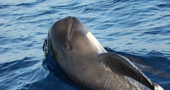 51 pilot whales become stranded in the Everglades, rescuers are trying to save them