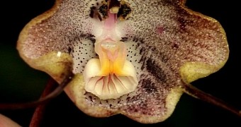 Orchid species dubbed Dracula trigonopetala risks going extinct