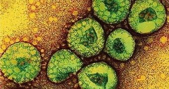 Researchers say drug cocktail might help treat human patients infected with deadly MERS virus