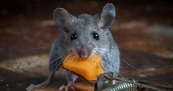 Experimental drug helps obese mice lose weight