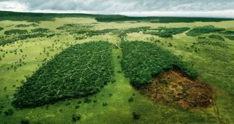 Study finds drug trafficking influences deforestation rates in Central America
