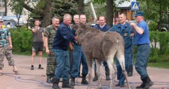 Drunk moose falls into a pond, is rescued by police officers