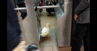 Duck gets released in a subway station for a promotional stunt