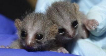 Twin lemurs are born at Duke Lemur Center in the US