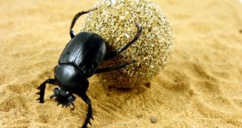 Dung Beetles Make Cow Poop More Environmentally Friendly