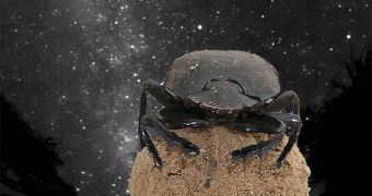 Dung Beetles Navigate Using the Stars, Milky Way