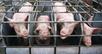 Dunkin' Donuts, ConAgra swear off gestation crates, cage eggs