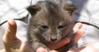 Dwarf foxes inhabiting California's Channel Islands make amazing recovery