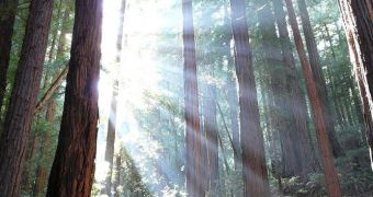 Dwindling Fog Threatens US Redwoods