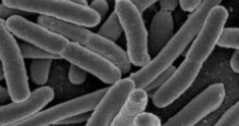 E.coli Doesn't Gamble with Its Future