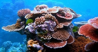 The Great Barrier Reef is home to thousands of species